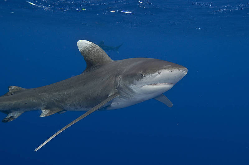 远洋白鳍鲨（见图）行动缓慢，但对人类具有攻击性。 （美联社档案照）