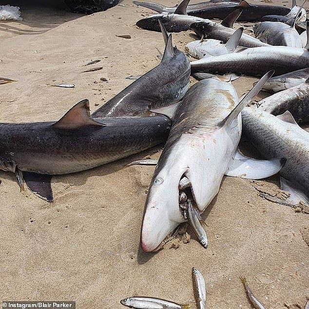 黄金海岸附近沙滩惊现“无数”鲨鱼尸体！网友：或被做成鱼翅（组图） - 3