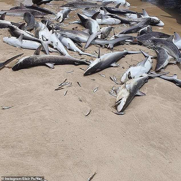 黄金海岸附近沙滩惊现“无数”鲨鱼尸体！网友：或被做成鱼翅（组图） - 2