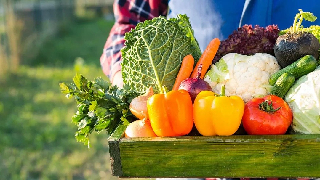 没人采摘！今夏，澳洲蔬菜水果价格恐上涨25% - 1