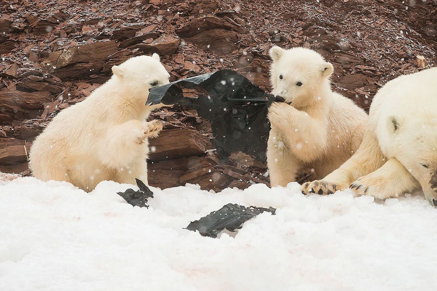 2018年7月13日，挪威斯瓦巴特群岛，北极熊正在玩弄塑料垃圾。岛上的塑料垃圾和塑料制品逐渐增多，多方面影响了当地的的生态环境和物种。（视觉中国）