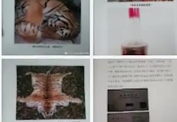 秦皇岛野生动物救护中心被举报 卖虎骨酒吃虎肉，林业局回应（视频/图） - 1