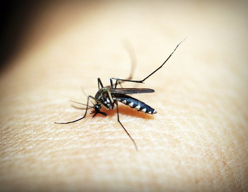 mosquitoe-1548947_960_720.jpg,0