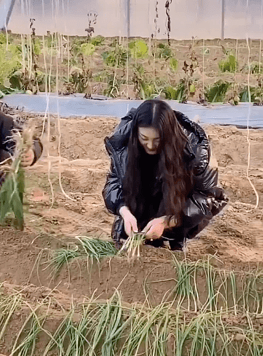 大衣哥儿媳种葱被批作秀，衣服干净崭新还戴戒指，和婆婆对比强烈