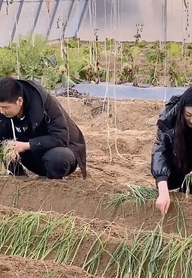 大衣哥儿媳种葱被批作秀，衣服干净崭新还戴戒指，和婆婆对比强烈