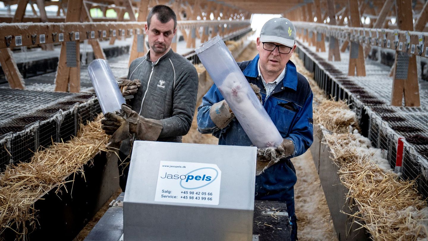 11月6日，工作人员在奈斯特韦兹附近一个水貂养殖场准备扑杀水貂。（Reuters）