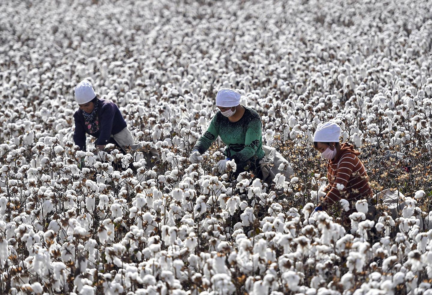 新疆是中国最大的棉产区。（VCG）