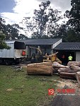 悉尼专业砍树磨根