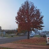 传8836