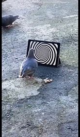 Dumbpigeon