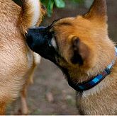 舔洋犬不舔会死拦不住