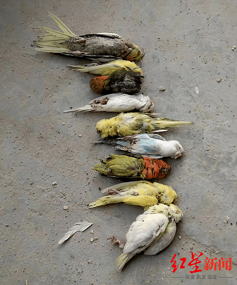 商丘三鹦鹉卖家被追刑责 养殖户称数十年市场几近中断 上千鹦鹉白送没人要