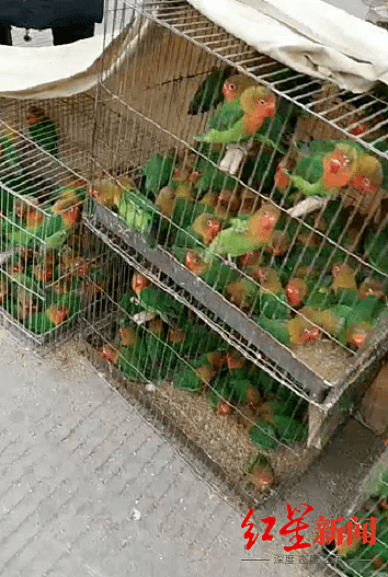 商丘三鹦鹉卖家被追刑责 养殖户称数十年市场几近中断 上千鹦鹉白送没人要