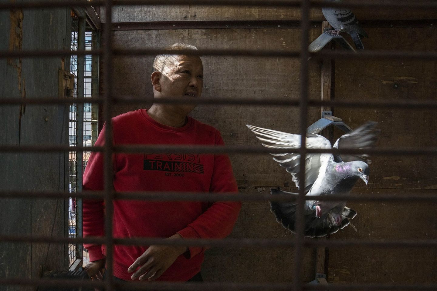 2020年10月22日，武汉华南市场销售商姜大发在中国武汉的家中照管鸽子。科学家最初怀疑新冠病毒来自该市场出售的野生动物。（AP）