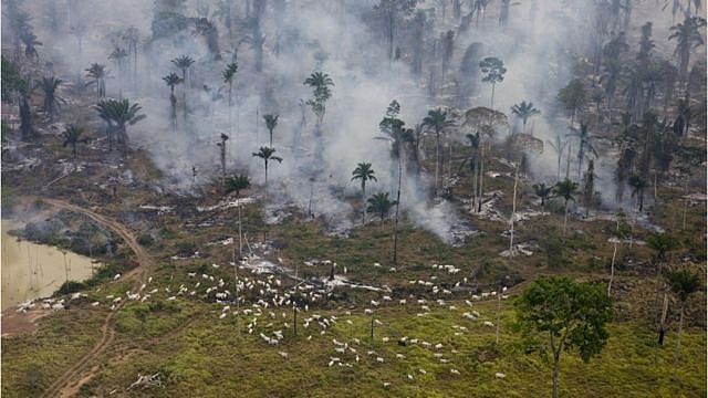 亚马逊森林被砍伐改成牧场
