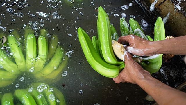 厄瓜多尔一香蕉农场工人清洗刚采下的香蕉