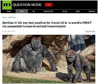 美国动物园疑出现全球首批大猩猩感染新冠病毒病例，多只大猩猩新冠呈阳性（组图） - 1