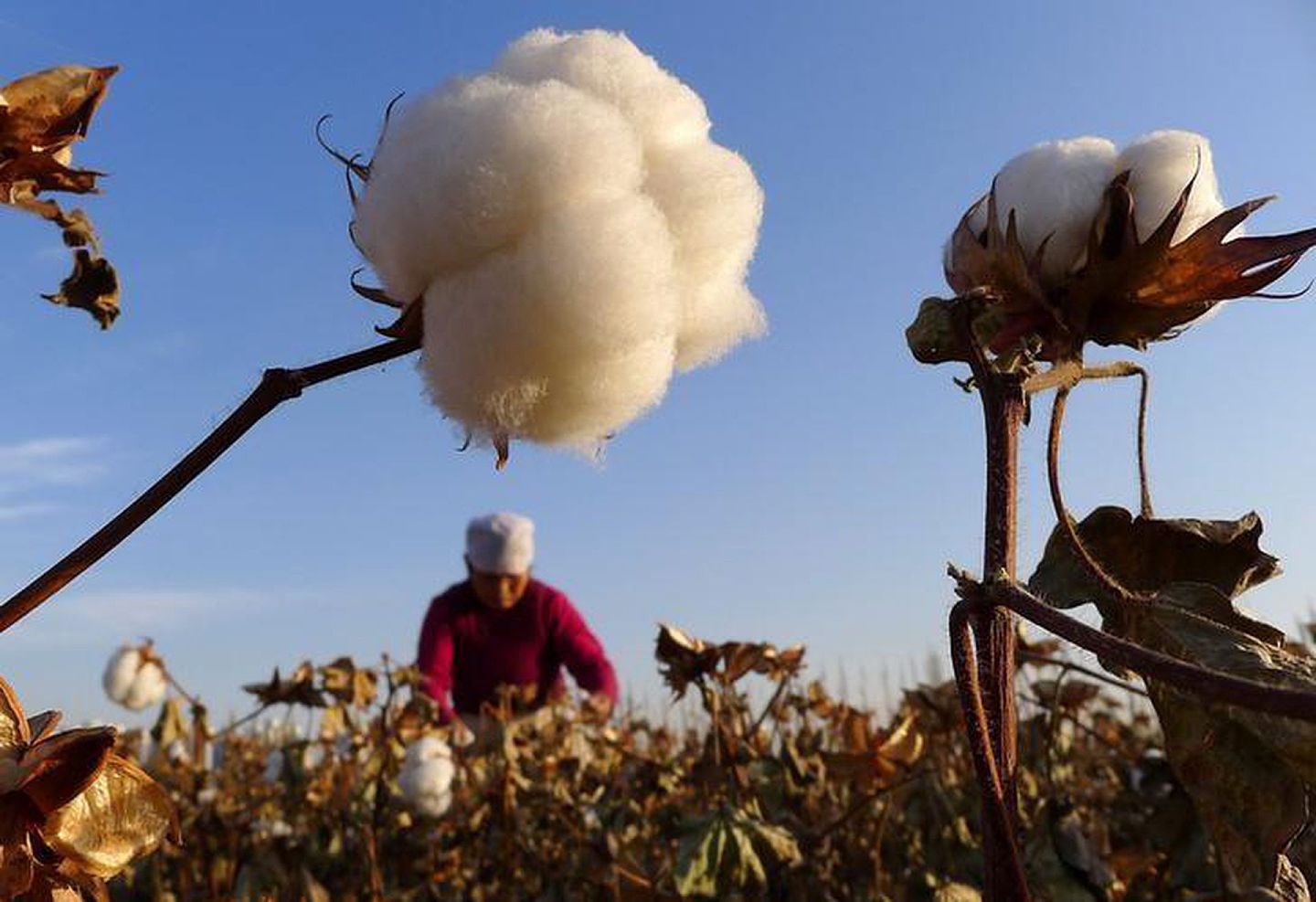 新疆的棉花产量占全球两成。（Reuters）