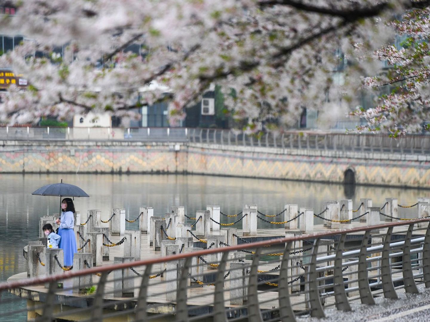 武汉正逐渐恢复“生活气息”。图为3月25日，武汉市民在武汉西北湖带着孩子观赏樱花。（新华社）