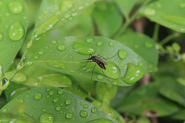 iStock-mozzies.jpg,0