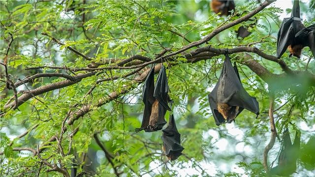 科学家说，虽然蝙蝠带有很多病毒,但也因为吃昆虫，能帮助人类控制疾病，因此消灭蝙蝠不是好的解决办法。