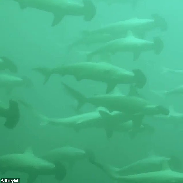 悉尼华女潜水偶遇200尾鲨鱼！“真的太刺激了”（组图） - 3