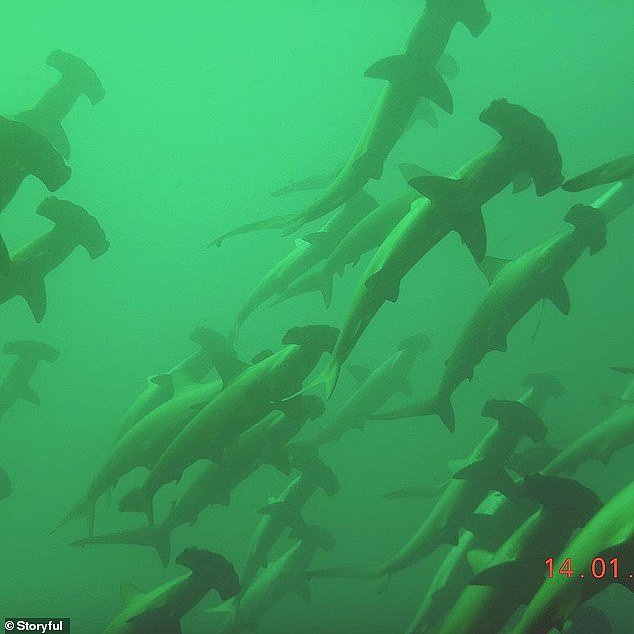 悉尼华女潜水偶遇200尾鲨鱼！“真的太刺激了”（组图） - 2