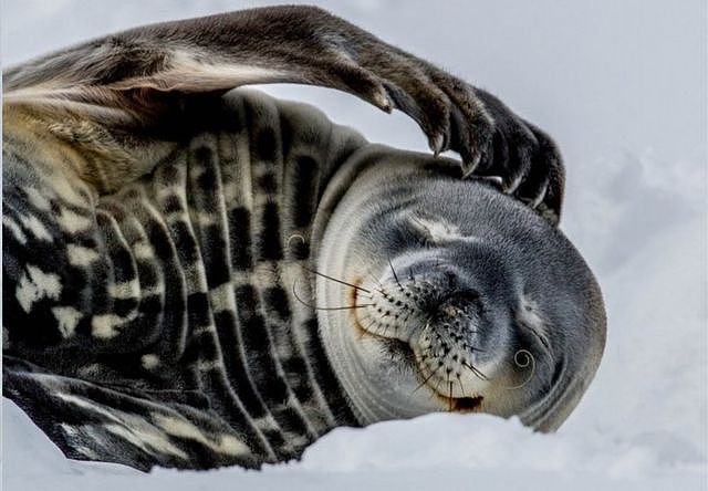 威德尔海豹会用牙齿戳穿海冰以呼吸。