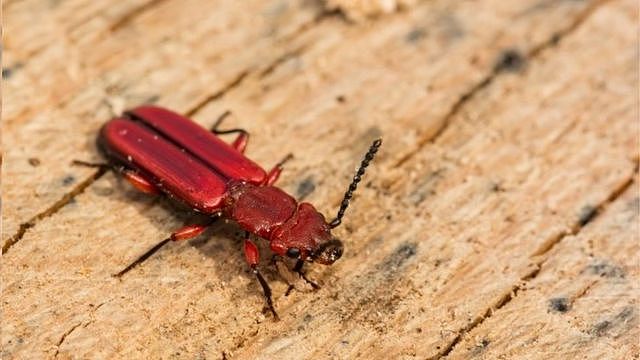 生活在树皮下，这种勇抗逆境的红扁皮甲虫能在地球上极度严寒的环境中生存。