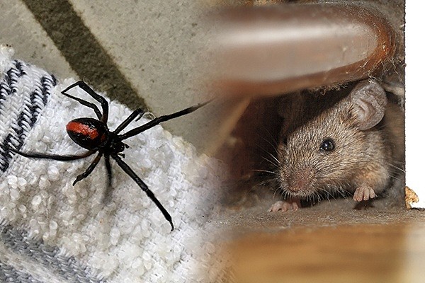 mouse-spider-infestation.jpg,0