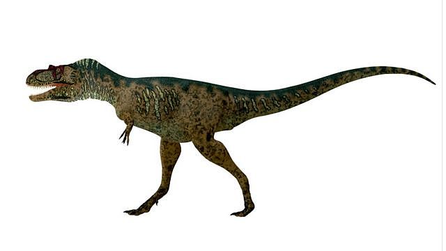 艾伯塔龙属（Albertosaurus）
