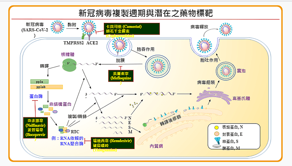 新冠病毒复制周期与潜在之药物标靶。 (图/中央研究院提供)