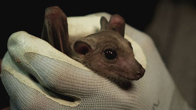 专家认为，新冠病毒可能由蝙蝠携带，并通过另一种动物作为中间宿主传染给人类。