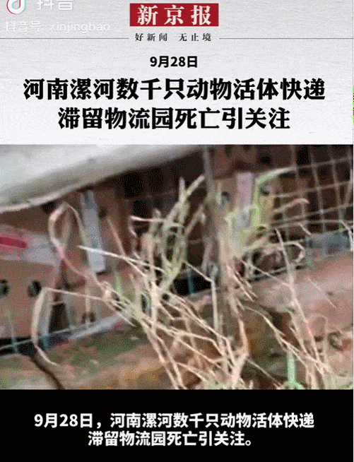21岁中国女孩命丧毒蛇之口，真相曝光：活体快递真是害人害己（组图） - 8