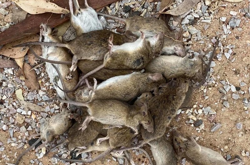 “到处都是老鼠洞！”悉尼老鼠泛滥成灾，专家警告：恐引发鼠疫（组图） - 3