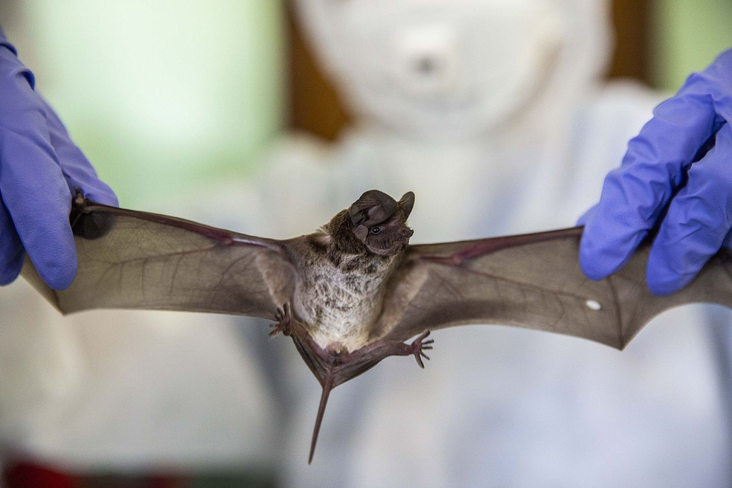 研究：泰国蝙蝠体内发现冠状病毒，与新冠病毒相关（组图） - 2