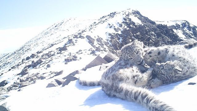 The Altaisky Nature Reserve in Russia has significant number of snow leopards