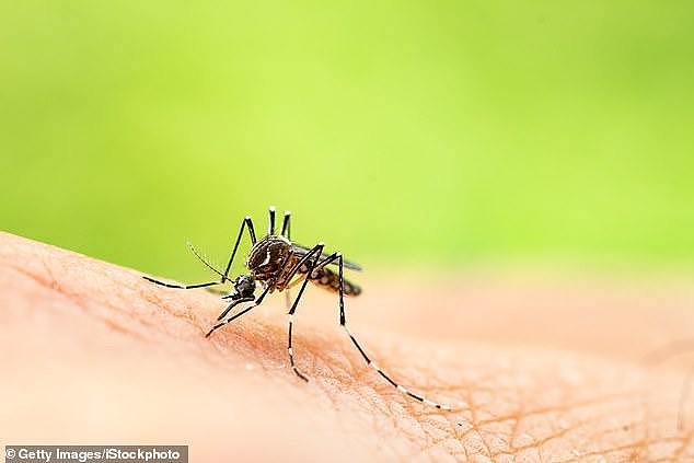 新冠疫情还没结束，澳洲现另一种病毒！被蚊子咬一口就可能感染（组图） - 2