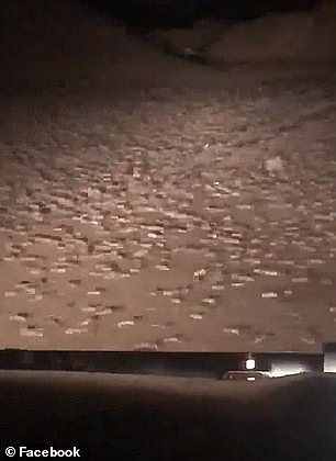 密恐慎入！新州农场惊现成千上万只老鼠，房间车里全都是（视频//组图） - 3