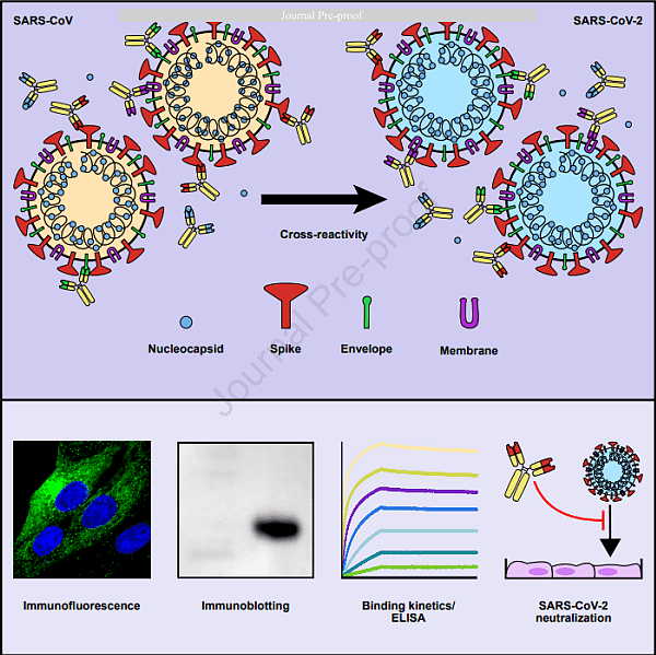 最新发现！新型冠状病毒对SARS病毒抗体产生反应（组图） - 2
