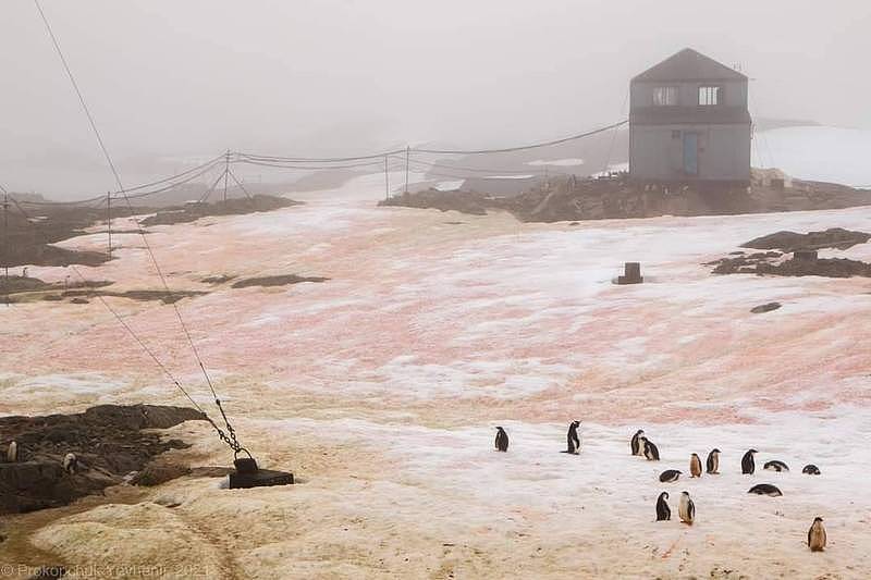 乌克兰科研团队发现南极冰雪出现红色与绿色的景象。 （图取自Національний антарктичний науковий центр Анна Soyna）