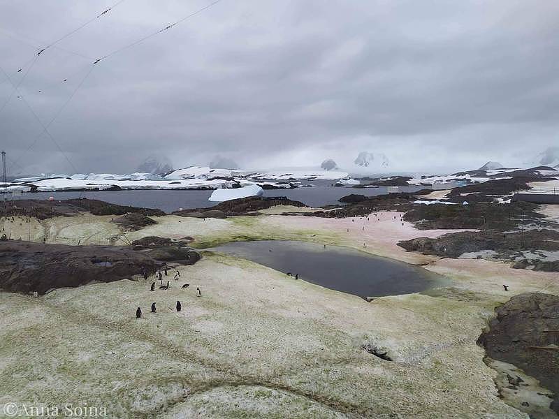 科学团队指出，南极的雪地被藻类「上色」与当地暖化有关。 （图取自Національний антарктичний науковий центр Анна Soyna）