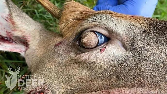最不幸的白尾鹿，眼珠子长出浓密毛发，因无法视物而摔得浑身是血（组图） - 1