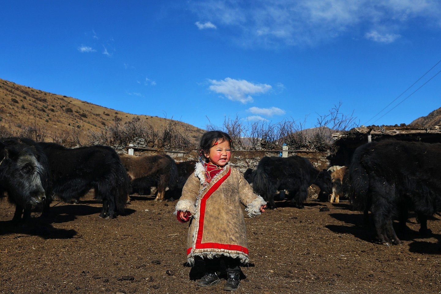 ▲▼4岁藏族女孩小卓玛「纯真萌样」爆红。 （图／翻摄自影片）