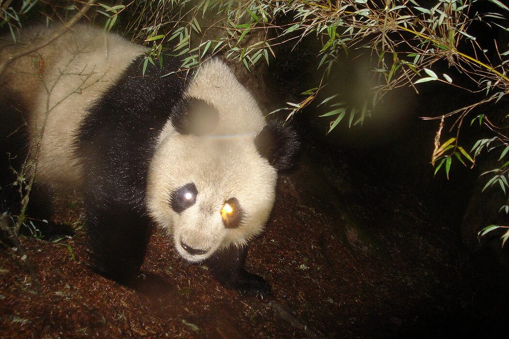熊猫是伞护物种的典范：魅力非凡、广为人知且通常濒临灭绝，对这种动物的保护使整个生态系统和生活在该生态系统中的所有野生动植物都受益。