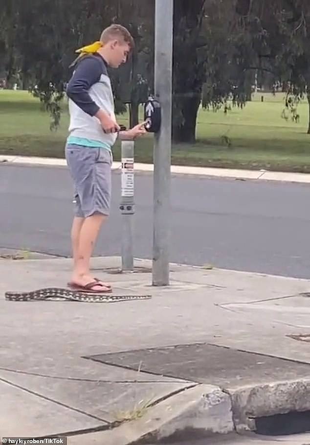 视频抖音疯传！澳洲小哥手拎蟒蛇，肩扛鹦鹉悠闲散步！网友：这不犯法？（视频/组图） - 4