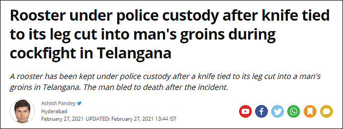印度一男子参加非法斗鸡比赛，结果被自己的鸡杀了，涉事公鸡正被关在当地警察局（组图） - 1