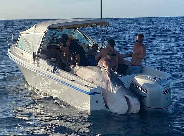 349.5公斤！悉尼渔民钓到巨型虎鲨，花了45分钟才拉上船（图） - 2