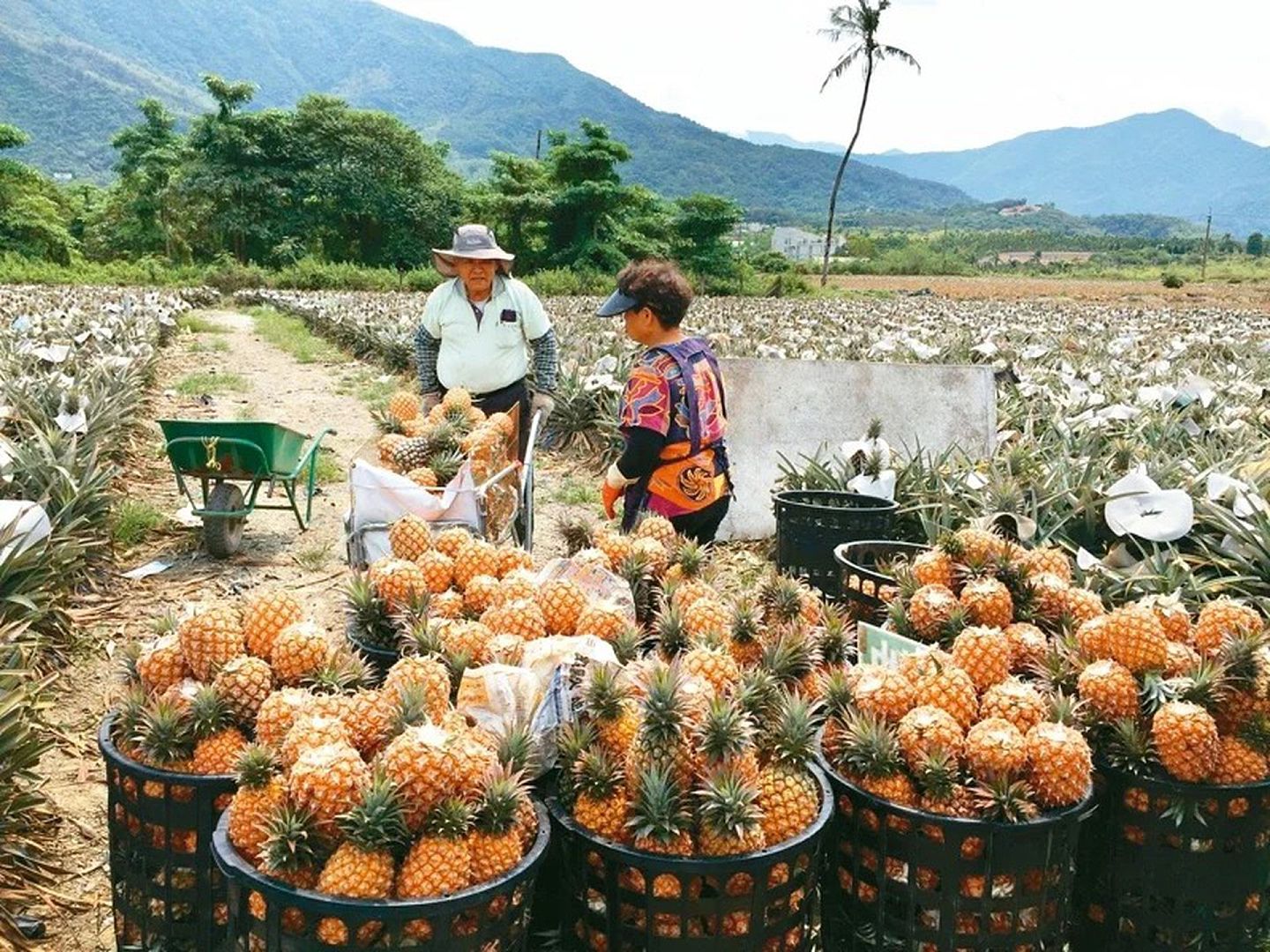 三月是凤梨盛产期，原本忙着采收准备销往大陆的农民，如今大批订单被取消，只能干着急。（联合新闻网）