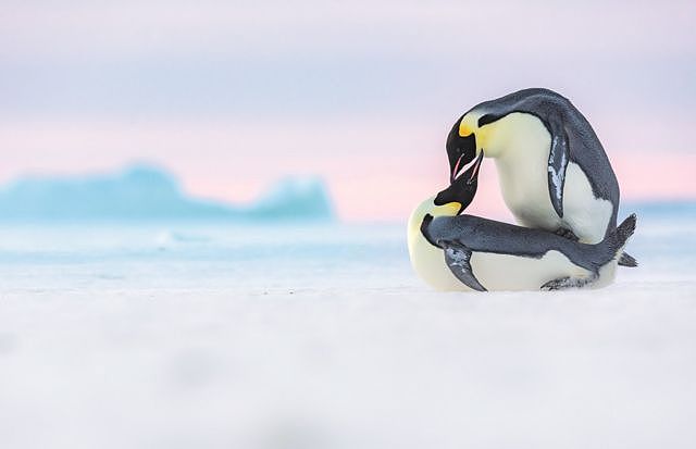 Two penguins mate on ice